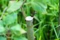 Gardening. Graft an apple tree. Green sprouts of a grafted apple. Successful grafting fruit tree