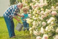 Gardening - Grandfather gardener in sunny garden planting roses. Retirement planning. A grandfather and a toddler are Royalty Free Stock Photo