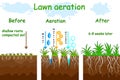 Lawn aeration stage illustration. Before and after aeration.