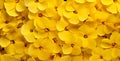 Up blossom bouquet flower yellow close nature floral mockup group bright bloom Royalty Free Stock Photo