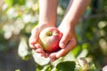 Gardening. Growing apples in the garden. Apple orchard. A ripe pink Apple in the hand of a woman against Royalty Free Stock Photo