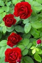 Gardening, growing roses. Bush red scarlet bright blooming beautiful varietal flower rose in the garden on a flower bed Royalty Free Stock Photo