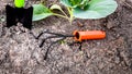 Gardening hand tools near growing cabbage in garden bed Royalty Free Stock Photo