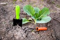 Gardening hand tools near growing cabbage in garden bed Royalty Free Stock Photo