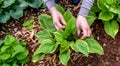 Gardening Hands Planting Hostas in Soil. Generative ai