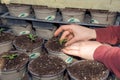 Gardening hands planting seedlings in pots at nursery Royalty Free Stock Photo