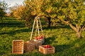 Gardening and harvesting. Fall apple crops harvesting in garden. Apple tree with fruits on branches and ladder for