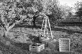 Gardening and harvesting. Fall apple crops harvesting in garden. Apple tree with fruits on branches and ladder for Royalty Free Stock Photo