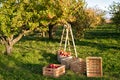 Gardening and harvesting. Fall apple crops harvesting in garden. Apple tree with fruits on branches and ladder for Royalty Free Stock Photo