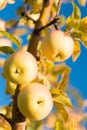 Gardening and harvesting. Organic apple crops farm or garden. Autumn apples harvesting season. Rich harvest concept Royalty Free Stock Photo