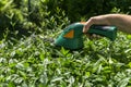 Gardening hedge cutting Royalty Free Stock Photo