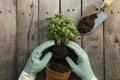 Gardening hobby concept. Hands holding eco pot, plant, shovel, wooden background Royalty Free Stock Photo