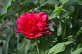 Gardening Home garden, bed. Flower Peony. Paeonia, herbaceous perennials Royalty Free Stock Photo