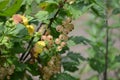 Gardening. Home garden, bed. Green leaves, bushes. White juicy berries. Tasty and healthy. White currant, ordinary, garden