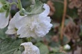 Gardening. Home garden, bed. Mallow. Malva