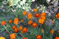 Marigold. Tagetes erecta. Flowering herb. Orange flowers Royalty Free Stock Photo