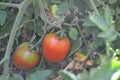 Gardening. Home garden, flower bed. Green leaves, bushes. Red vegetables. A tomato. Solanum lycopersicum
