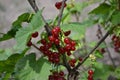 Red currant, ordinary, garden. Small deciduous shrub family Grossulariaceae Royalty Free Stock Photo