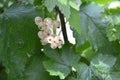 White currant, ordinary, garden. Small deciduous shrub family Grossulariaceae