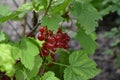 Red currant, ordinary, garden. Small deciduous shrub family Grossulariaceae