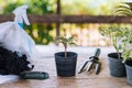 Gardening in the house, Focus on small trees