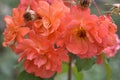 gardening. hybrid tea rose apricot climbing Westerland on a green background on a summer day