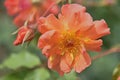 gardening. hybrid tea rose apricot climbing Westerland on a green background on a summer day