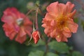 gardening. hybrid tea rose apricot climbing Westerland on a green background on a summer day