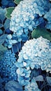 Gardening hydrangea beauty purple blooming summer plant nature blue flowers floral background spring