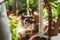 Thermometer in the greenhouse, close-up