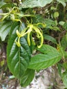 Gardening kenanga flower