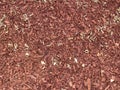 gardening landscaping red garden mulch wood chips cut woodchips winter flowerbed protection groundcover Royalty Free Stock Photo