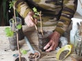 Gardening.Male hands plant grape cuttings in plastic containers for growth and planting in the garden.Wooden background.