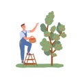 Gardening man picking apples from a tree Royalty Free Stock Photo