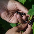 Gardening. The man& x27;s hand collects blackcurrant berries from a green bush Royalty Free Stock Photo