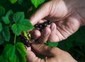 Gardening. The man& x27;s hand collects blackcurrant berries from a green bush Royalty Free Stock Photo