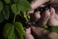 Gardening. The man& x27;s hand collects blackcurrant berries from a green bush Royalty Free Stock Photo