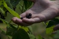 Gardening. The man& x27;s hand collects blackcurrant berries from a green bush Royalty Free Stock Photo