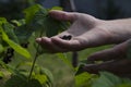 Gardening. The man& x27;s hand collects blackcurrant berries from a green bush Royalty Free Stock Photo