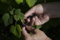 Gardening. The man& x27;s hand collects blackcurrant berries from a green bush Royalty Free Stock Photo