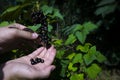 Gardening. The man& x27;s hand collects blackcurrant berries from a green bush Royalty Free Stock Photo