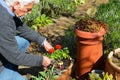 Gardening. Mature man tending to plants