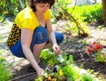 Gardening - mature woman planting flowers