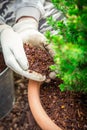 Gardening - Mulching plants with pine bark against to weeds Royalty Free Stock Photo