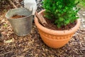 Gardening - Mulching plants with pine bark against to weeds Royalty Free Stock Photo