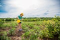 Gardening - nice girl watering plants in the garden Royalty Free Stock Photo