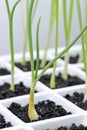 Gardening, onion, Allium cepa transplants Royalty Free Stock Photo