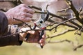 Senior man pruning apple tree in garden Royalty Free Stock Photo