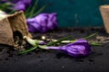 Gardening. Peat pots, crocus flower and young seedlings. spring