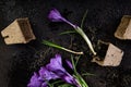 Gardening. Peat pots, crocus flower and young seedlings. spring